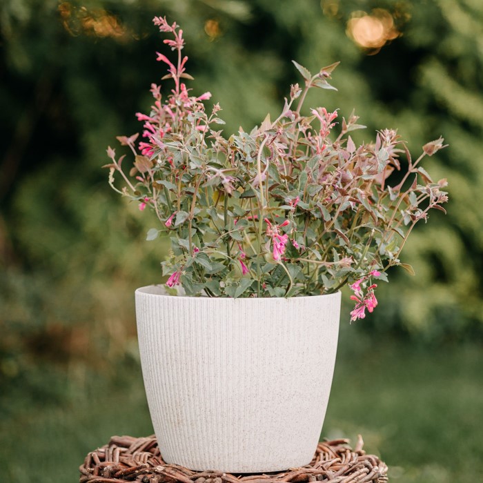 Sadzonka agastache – Zielona Para