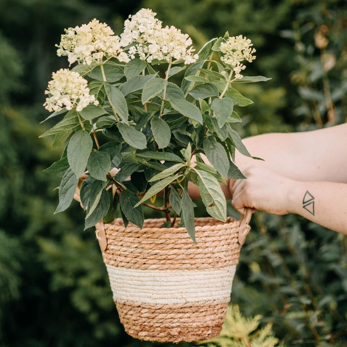Sadzonka hortensji – Zielona Para