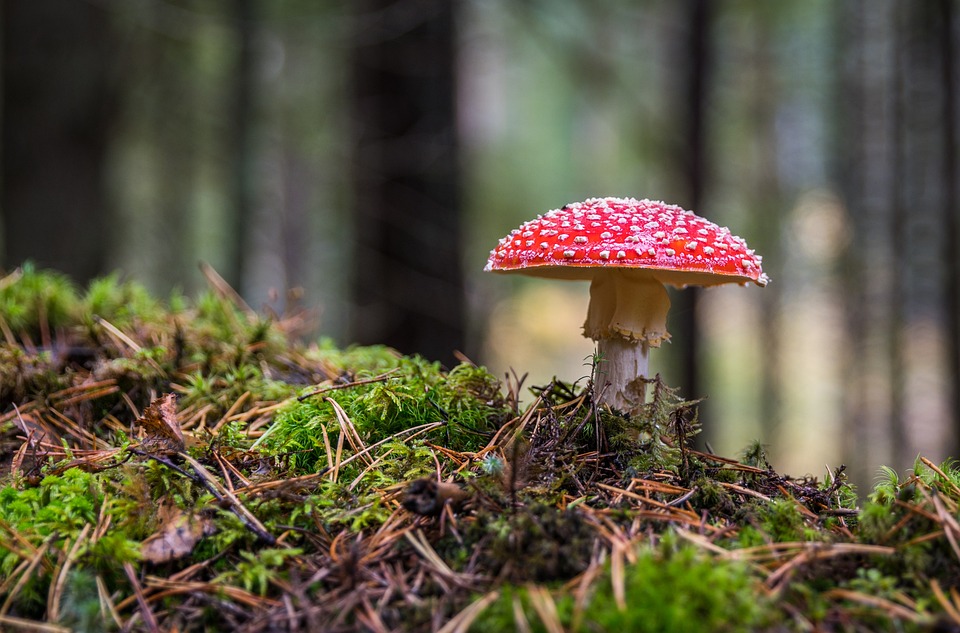 Jesienne sadzenie roślin w ogrodzie