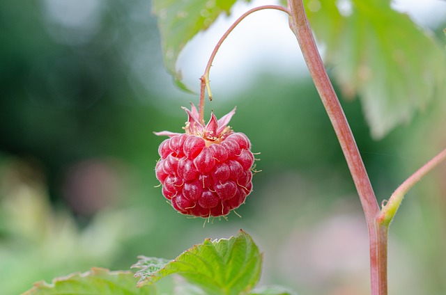 Maliny – przycinanie po owocowaniu
