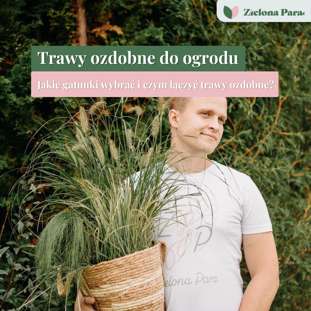 Trawy ozdobne do ogrodu – jakie gatunki wybrać