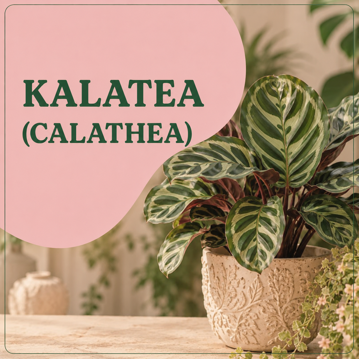 Kalatea (Calathea) – wymagająca, ale efektowna roślina doniczkowa do mieszkania w Polsce