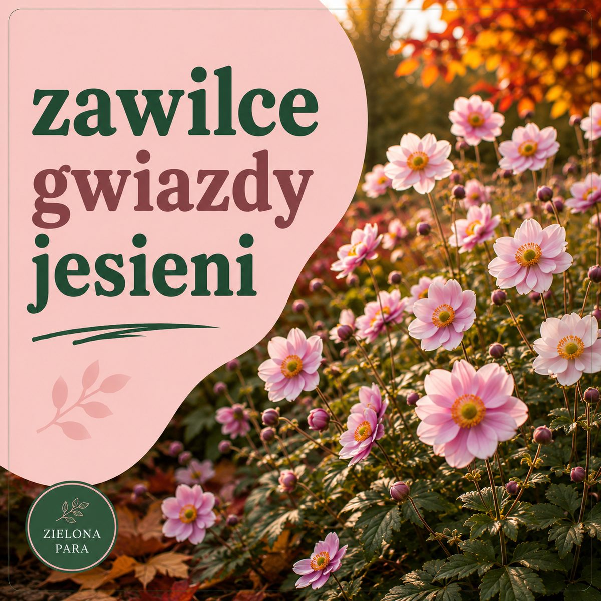 Zawilce – gwiazdy jesiennych rabat