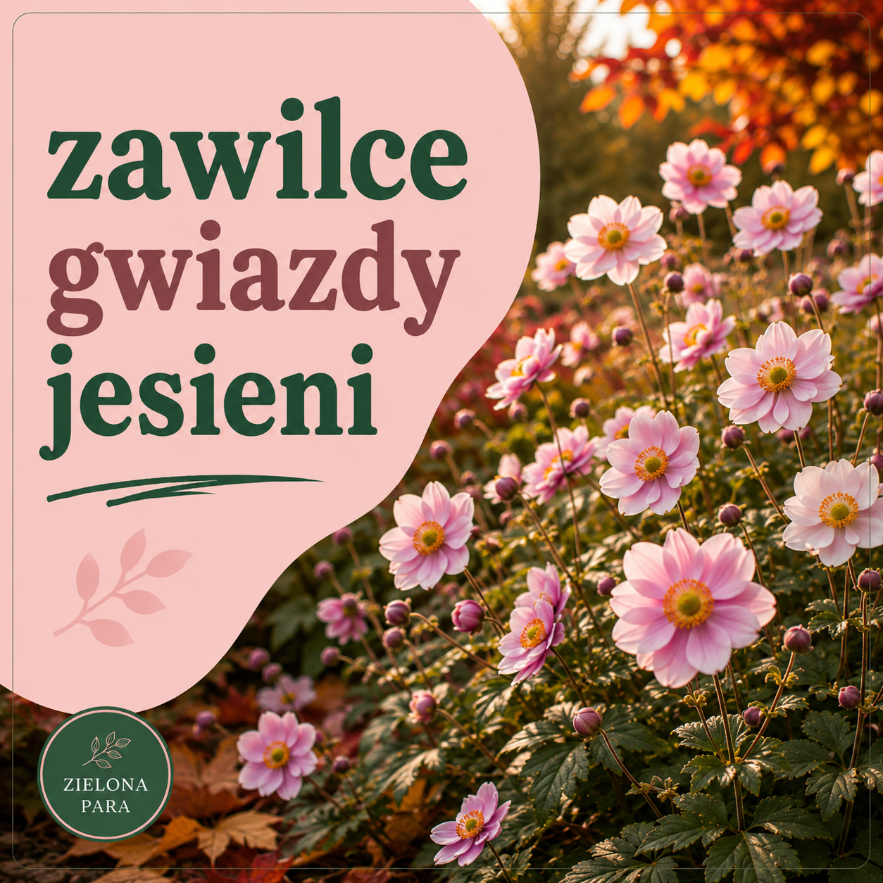 Byliny kwitnące jesienią – zawilce jako gwiazdy jesiennych rabat