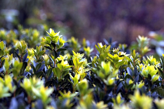 Bukszpan wieczniezielony - Uprawa, pielęgnacja i zwalczanie Ćmy bukszpanowej!