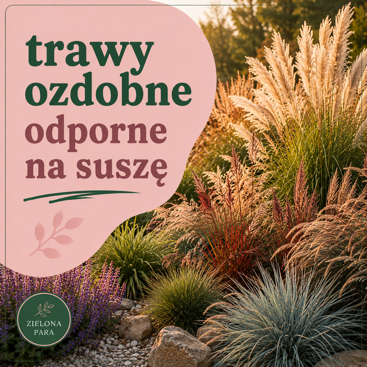 Trawy ozdobne odporne na suszę – kompletne kompendium od Zielonej Pary