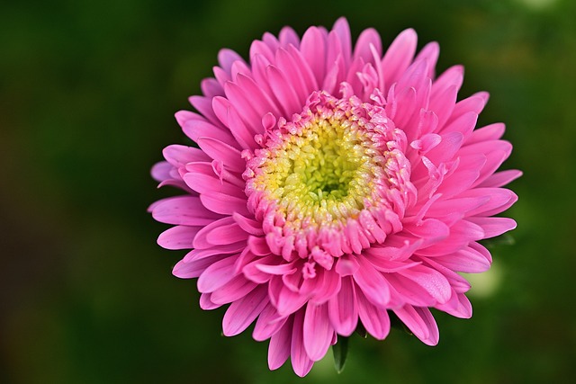 Aster - gatunki, pielęgnacja, sadzenie