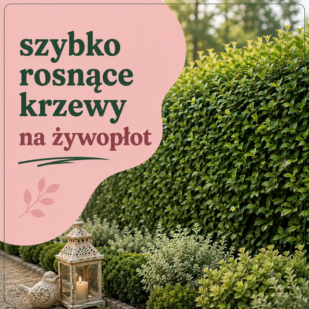 Szybko rosnące krzewy na żywopłot – praktyczny przewodnik od Zielonej Pary