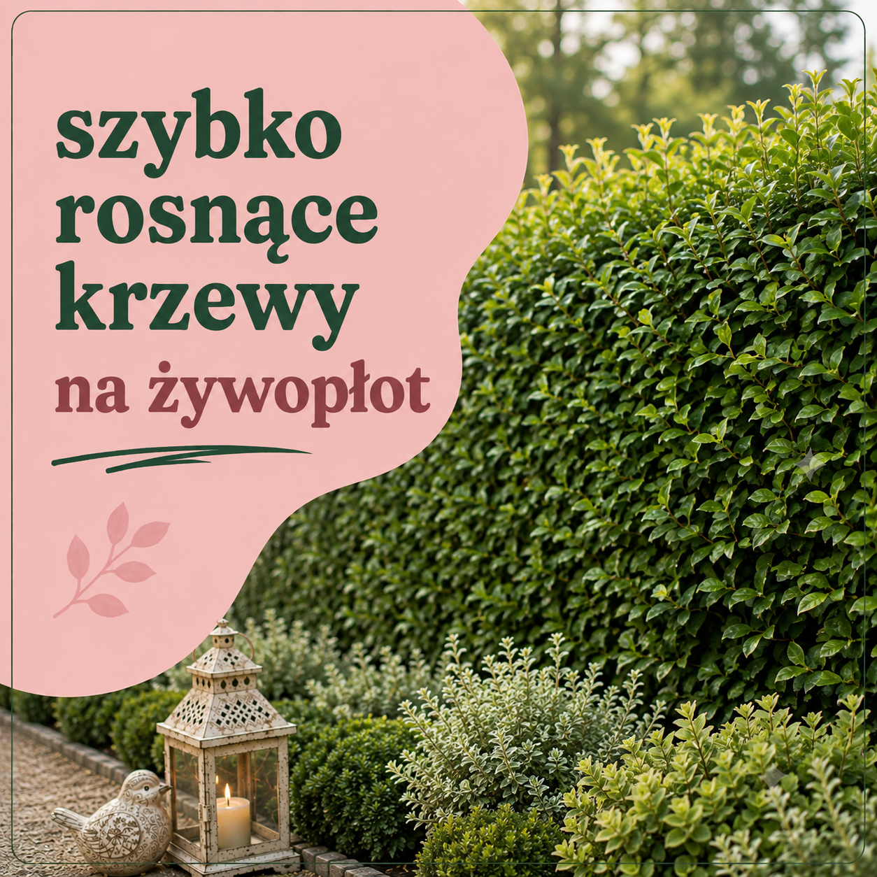 Szybko rosnące krzewy na żywopłot – praktyczny przewodnik od Zielonej Pary