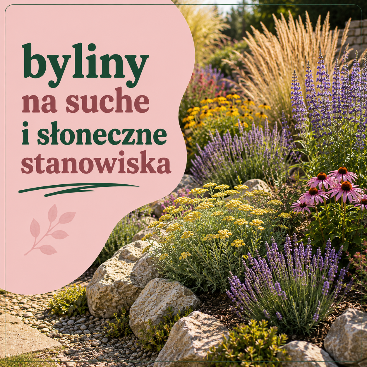 Byliny na suche i słoneczne stanowiska – kompletny przewodnik od Zielonej Pary