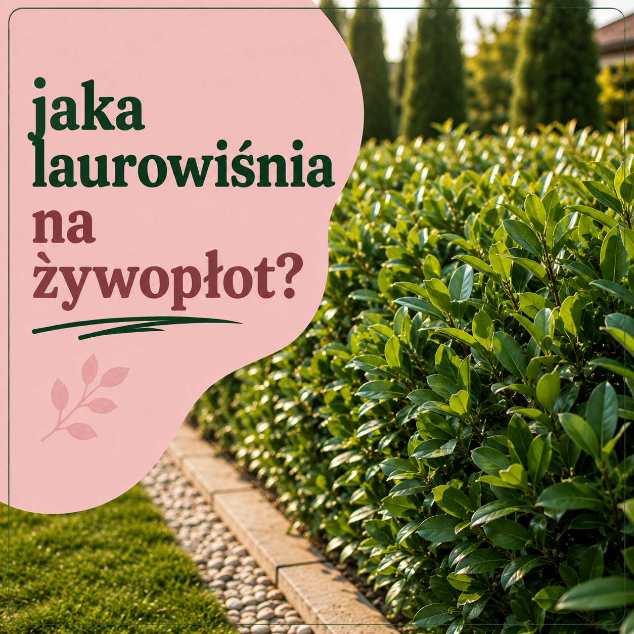 Jaka laurowiśnia na żywopłot? Porównanie odmian i rozstaw sadzenia