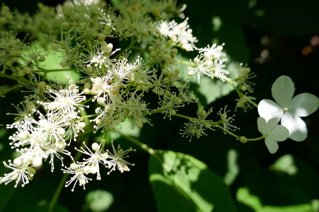 Hortensja pnąca (Hydrangea petiolaris) - najlepsze porady dotyczące uprawy i pielęgnacji
