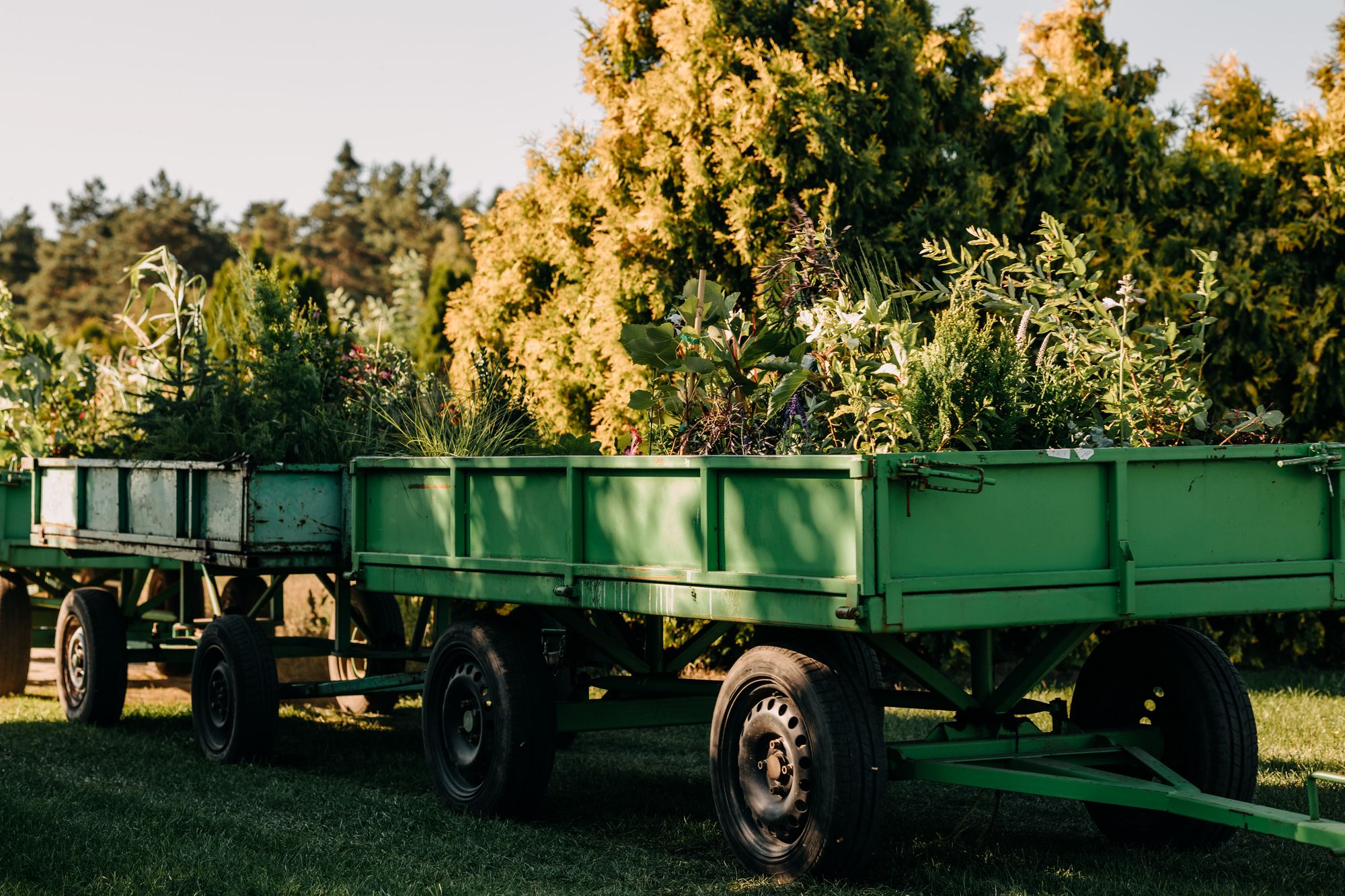 Kupowanie roślin przez Internet - czy jest bezpieczne?