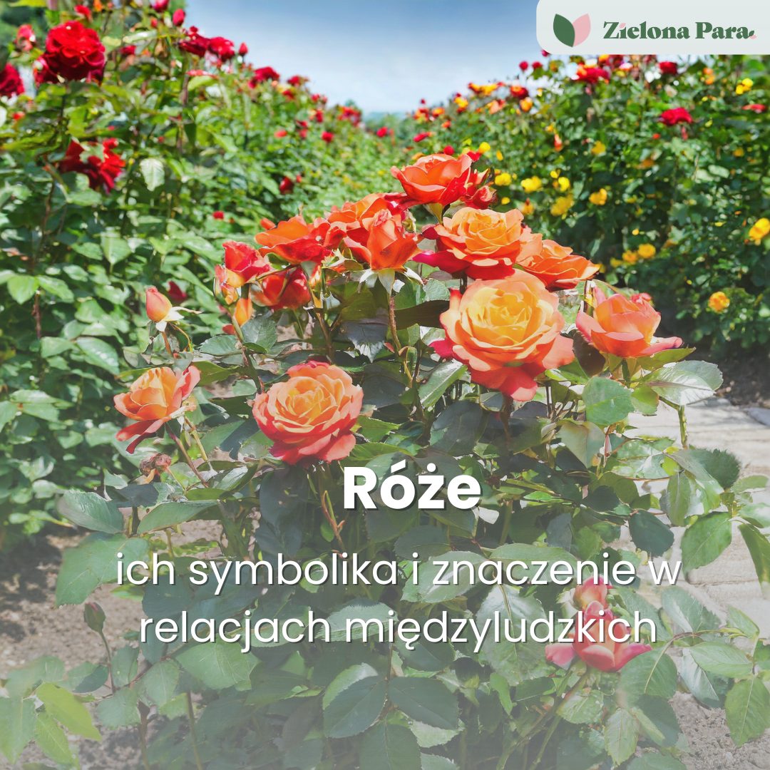 Kolory róż – ich symbolika i znaczenie w relacjach międzyludzkich
