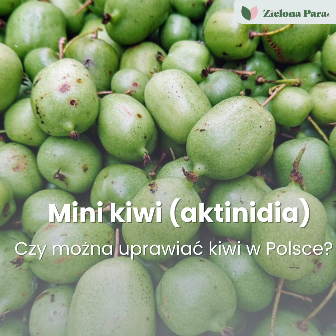 Czy można uprawiać kiwi w Polsce? Praktyczny przewodnik