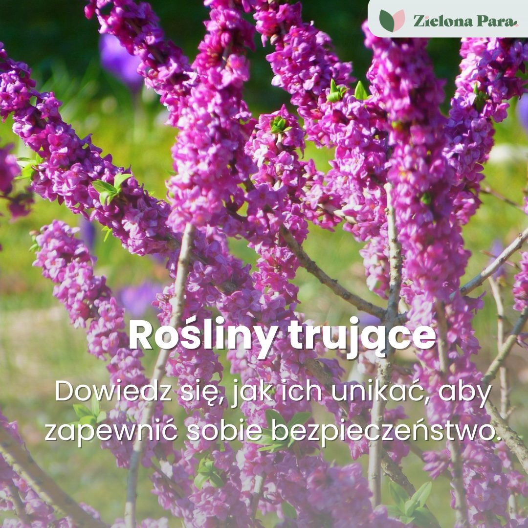 Trujące rośliny – 10 niebezpiecznych gatunków, których należy unikać