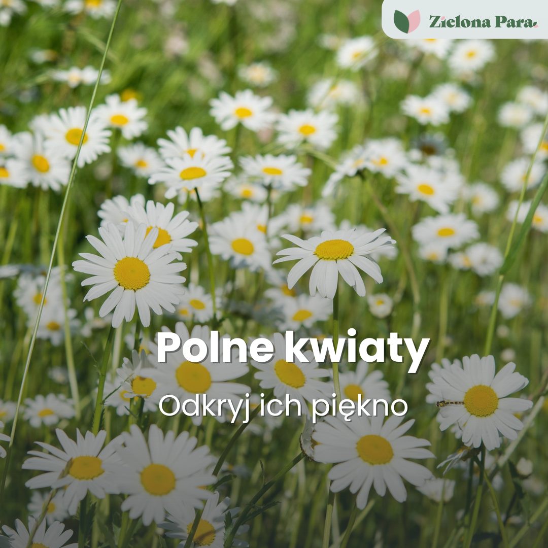 Polne kwiaty - odkryj piękno naturalnych łąk w swoim ogrodzie