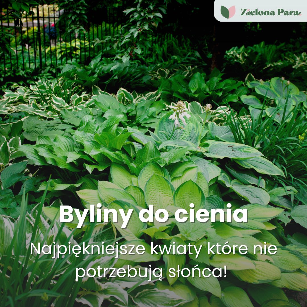 Byliny do cienia