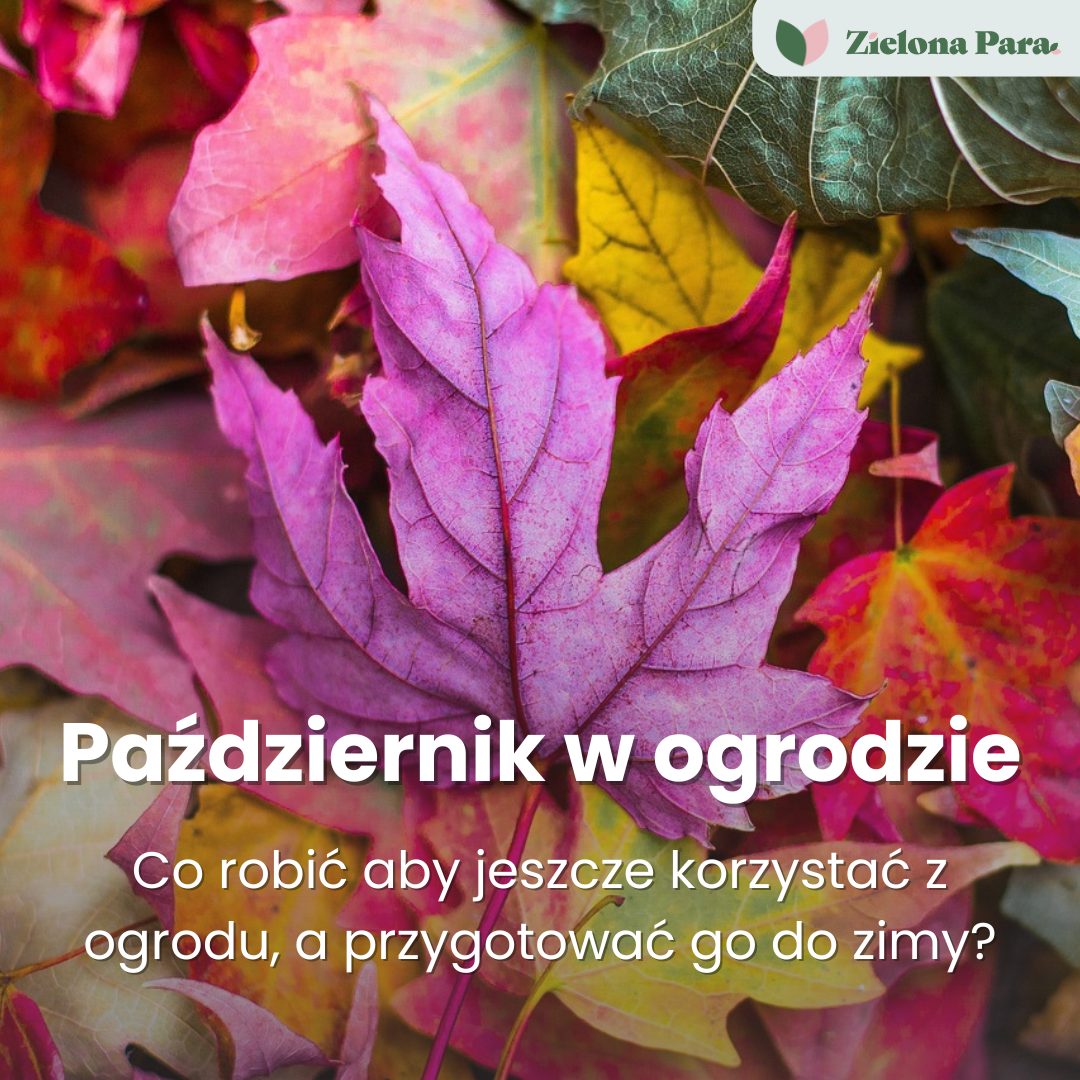 Ogród jesienią - lista zdań do zrobienia