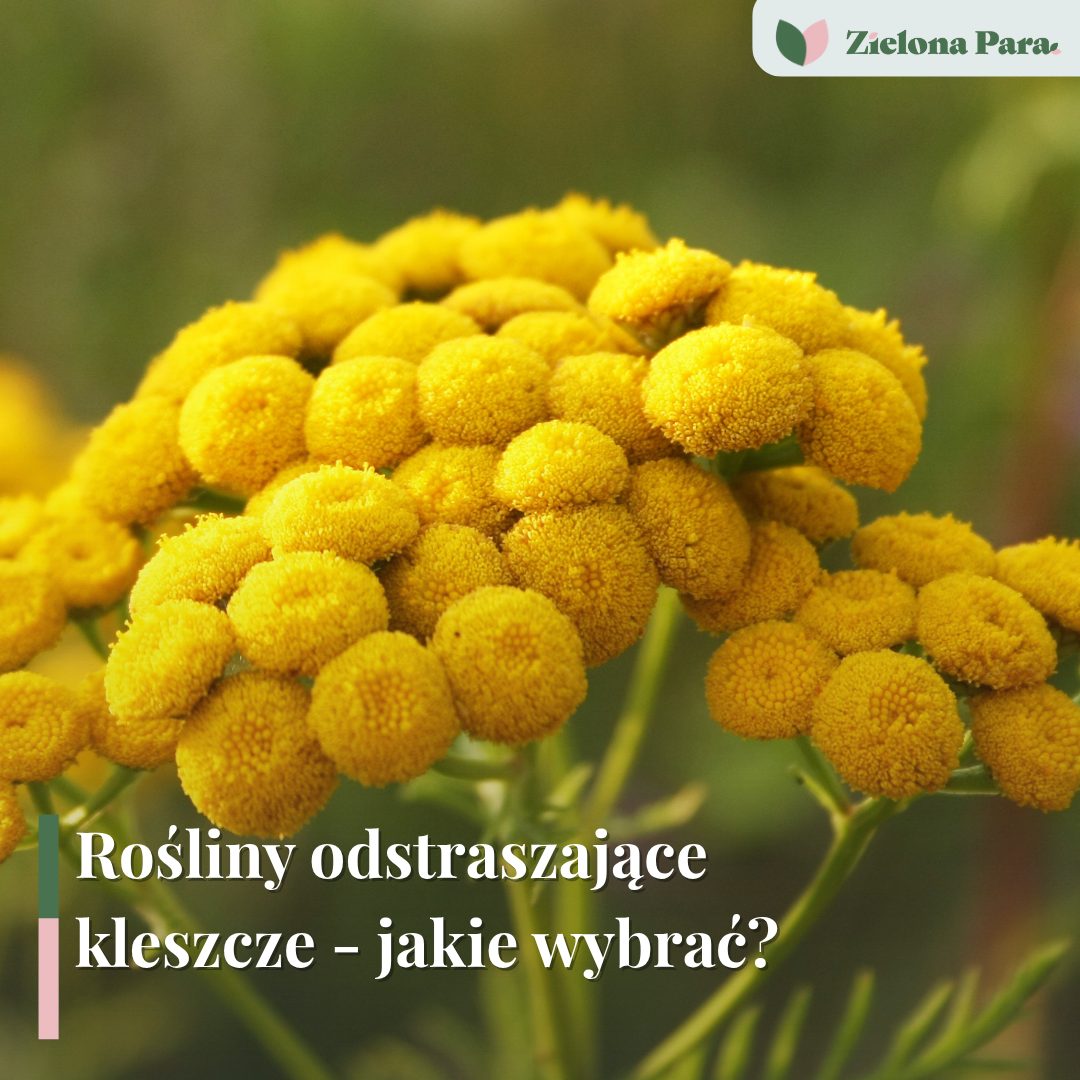 Co odstrasza kleszcze? - Rośliny odstraszające kleszcze i jak zaplanować pachnącą ochronę ogrodu