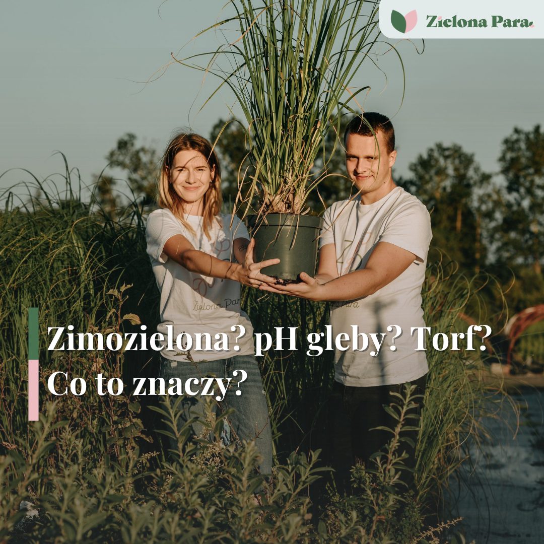 Co znaczy zimozielona roślin? Kluczowe informacje dla ogrodników