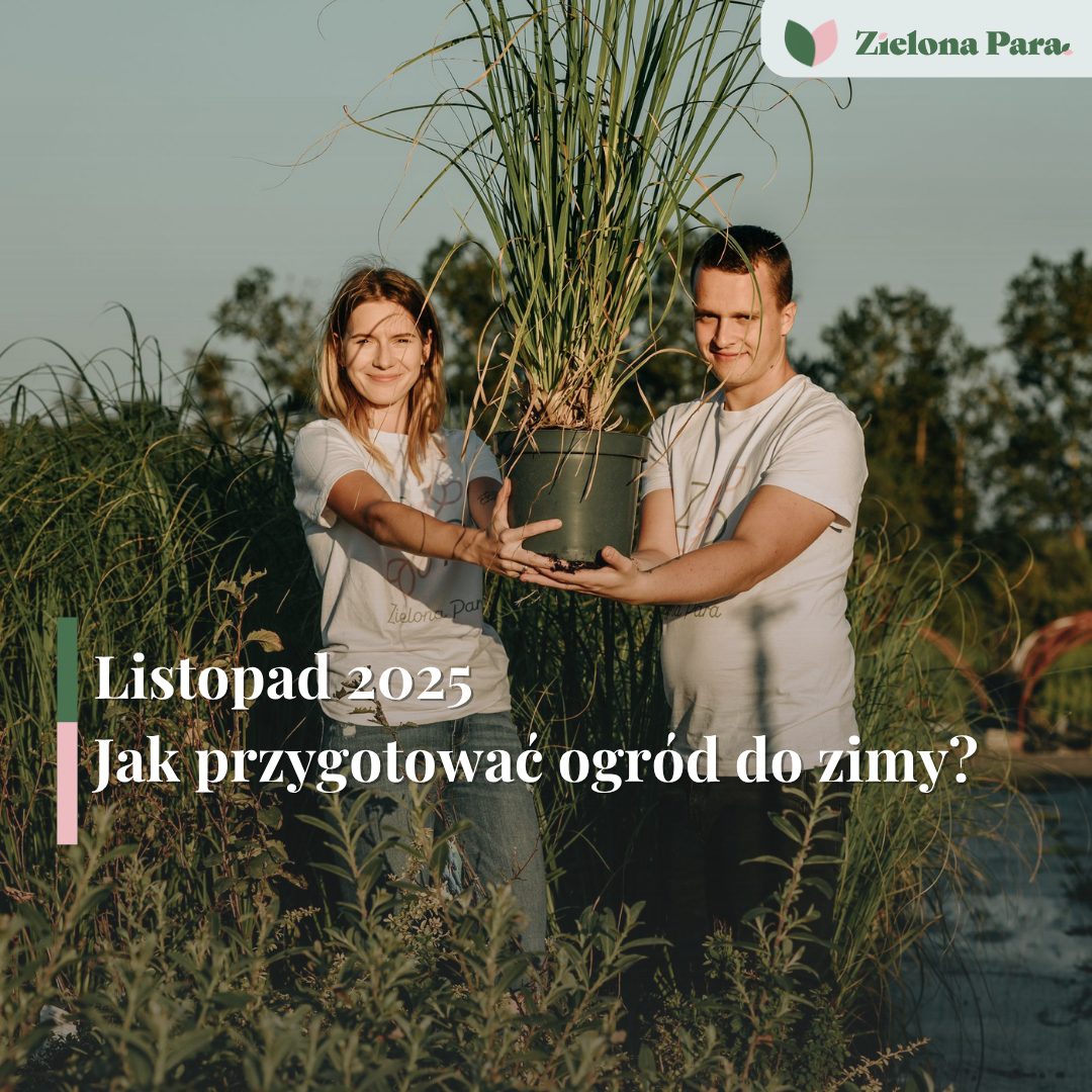 Ogród w listopadzie – praktyczne porady na jesienne prace ogrodowe