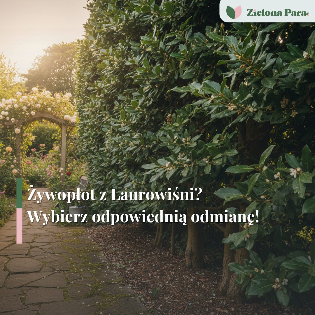 Żywopłot z laurowiśni - Jaka odmiana Laurowiśni na ogrodzenie?