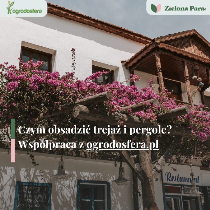 Jak obsadzić pergolę i trejaż roślinami ozdobnymi? Praktyczny przewodnik od Ogrodosfera.pl
