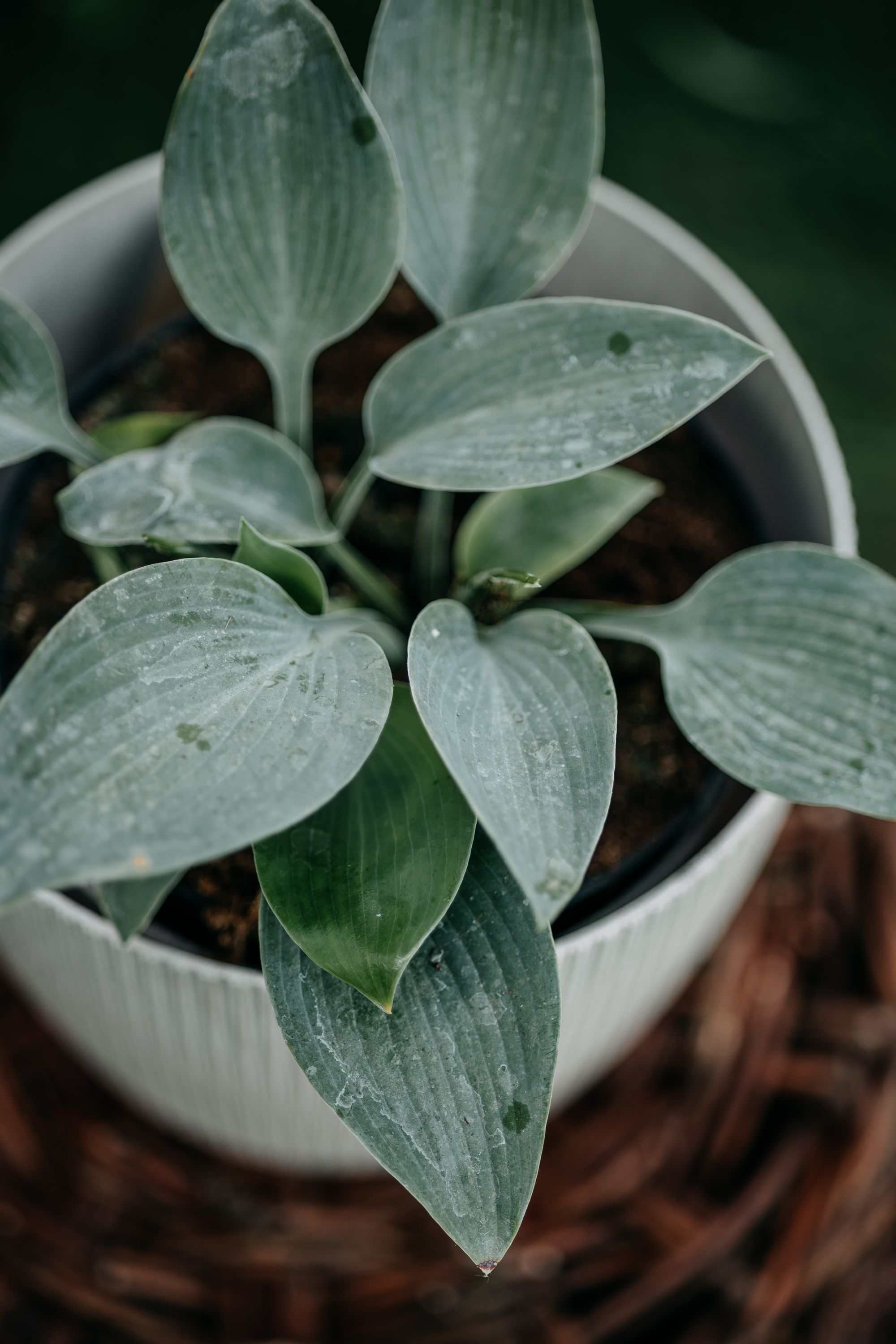 Funkia (Hosta) - Wszystko co musisz wiedzieć