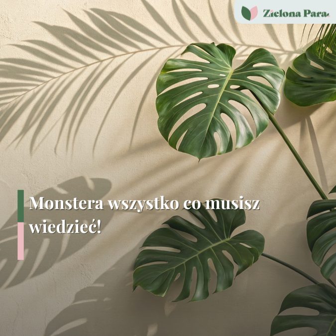 Monstera - Uprawa, rozmnażanie, najdroższe odmiany. Jak dbać o Monsterę?