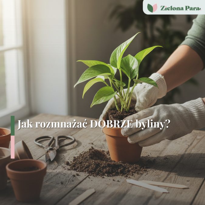 Jak zrobić sadzonki bylin? Rozmnażanie bylin