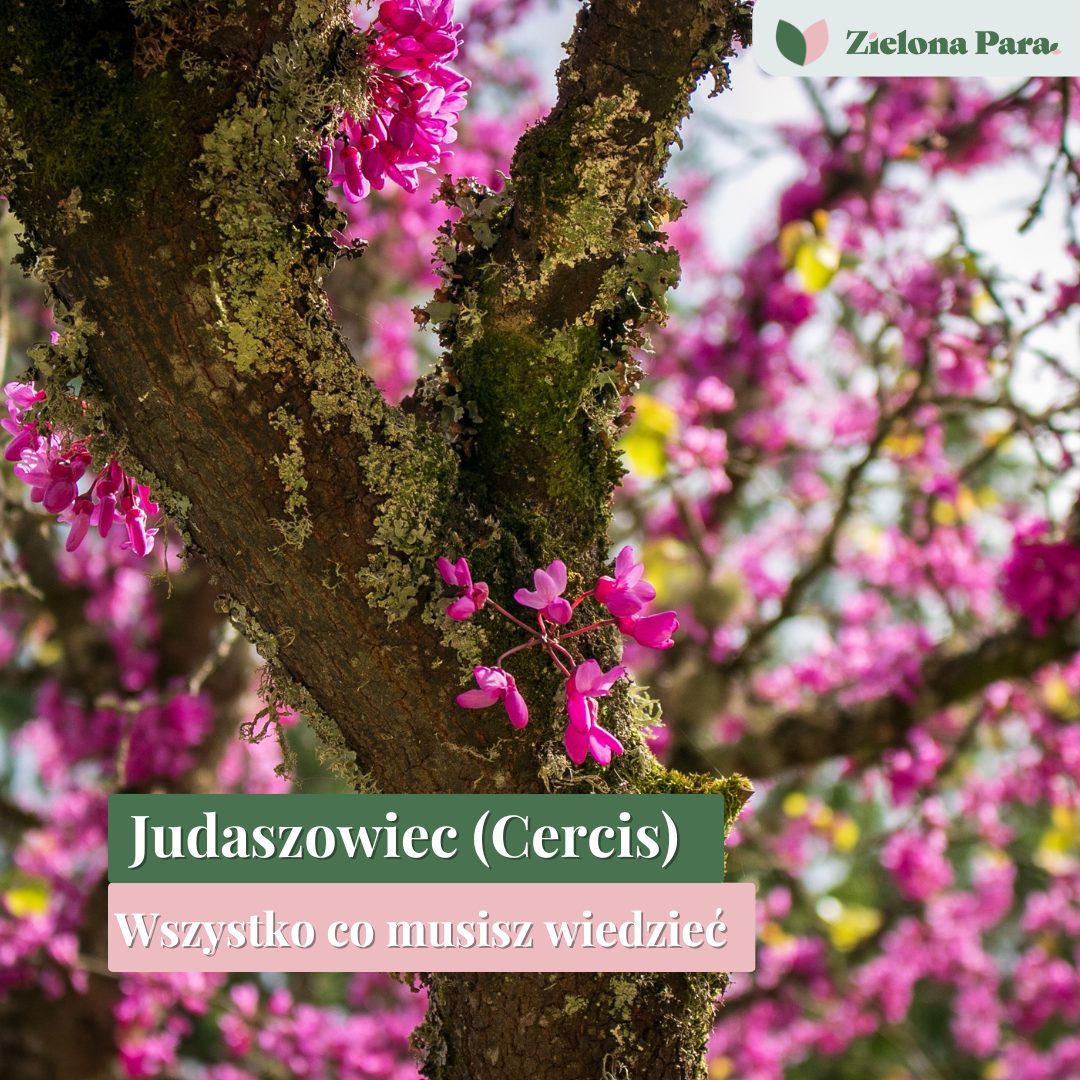 judaszowiec