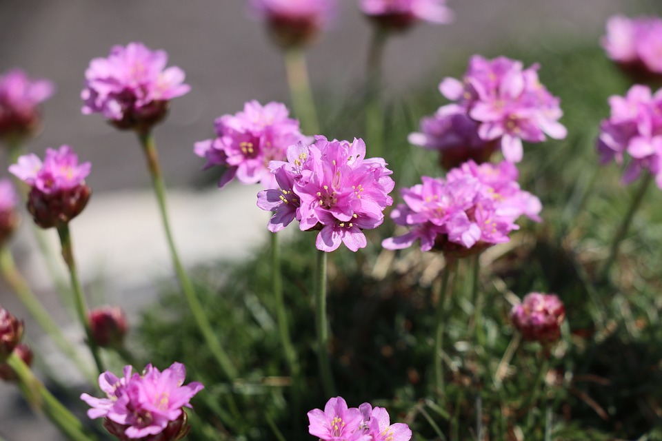 Zawciąg (armeria) - Wszystko co musisz wiedzieć