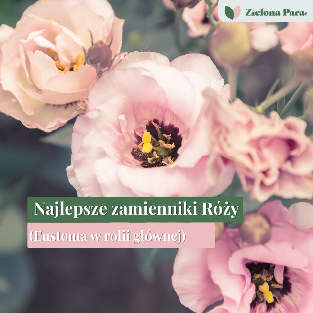 Najlepsze zamienniki róży - Jakie rośliny wymienić w ogrodzie i bukiecie?