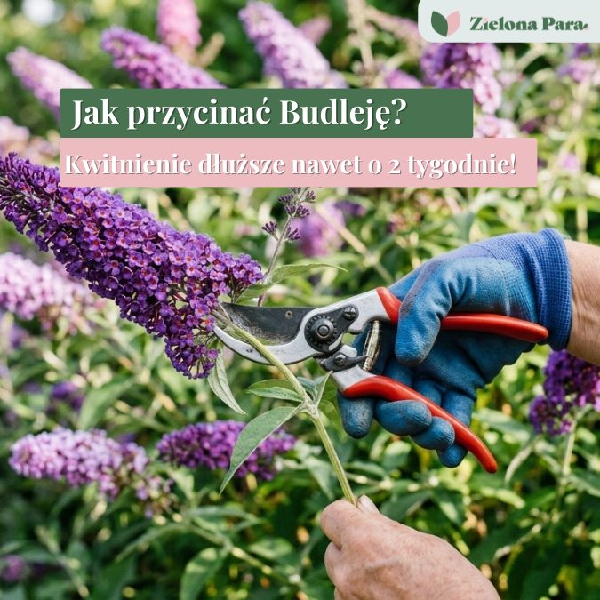 Kiedy przycinać budleję? Wiosenne cięcie budlei Dawida krok po kroku