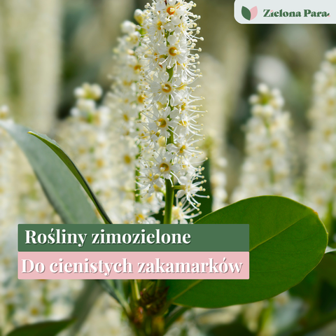 Rośliny zimozielone do cienia – jakie krzewy wybrać, by ogród wyglądał dobrze cały rok?