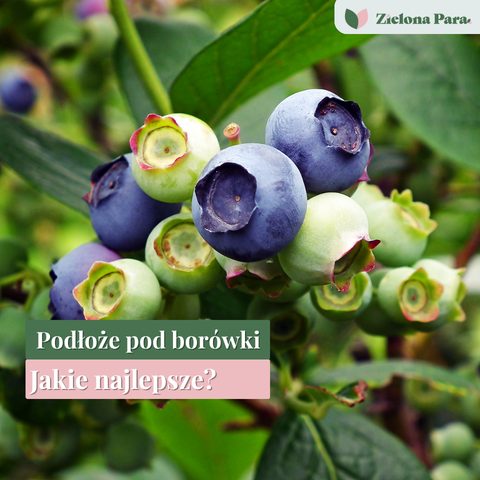 Podłoże pod borówki – jaka ziemia naprawdę daje zdrowe krzewy i dobre owocowanie