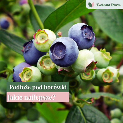 Podłoże pod borówki – jaka ziemia naprawdę daje zdrowe krzewy i dobre owocowanie