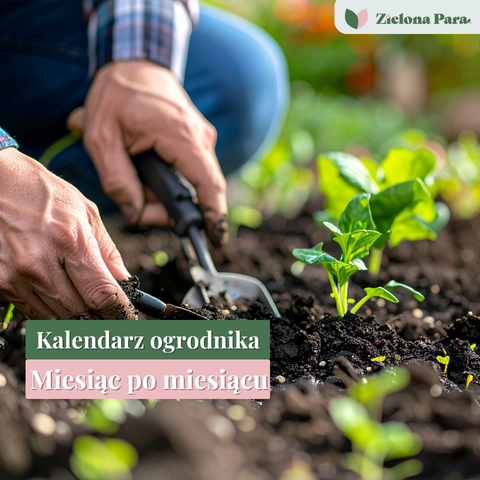 Kalendarz ogrodnika – co robić w ogrodzie przez cały rok, żeby rośliny były zdrowe i dawały obfite plony