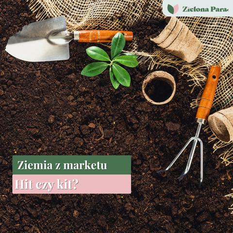 Ziemia z marketu czy dobra? Tak, ale tylko wtedy, gdy pasuje do rośliny