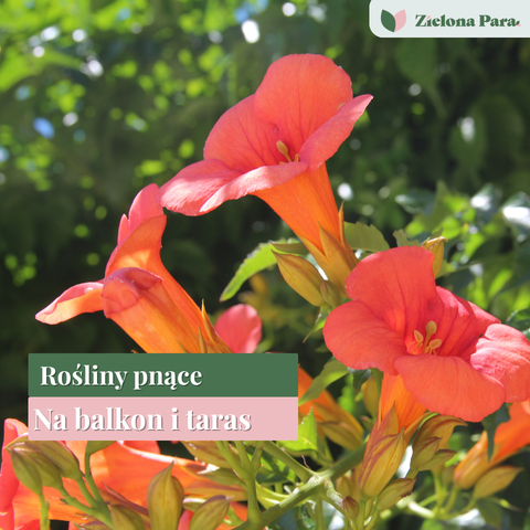 Pnącza na balkonie – jakie gatunki wybrać, żeby stworzyć zielony parawan i mieć kwiaty przez cały sezon